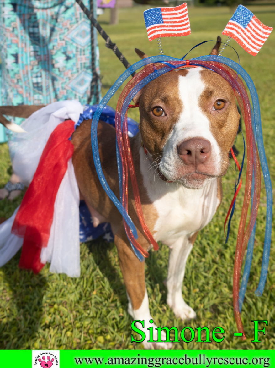 Simone, an adoptable American Staffordshire Terrier in Pensacola, FL, 32526 | Photo Image 7