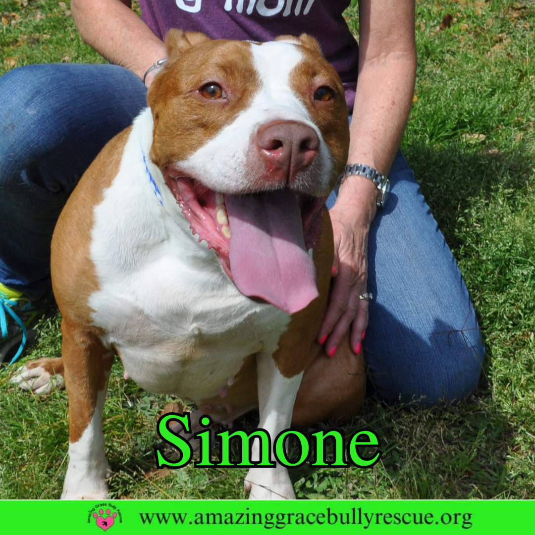 Simone, an adoptable American Staffordshire Terrier in Pensacola, FL, 32526 | Photo Image 7