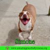 Simone photo 7