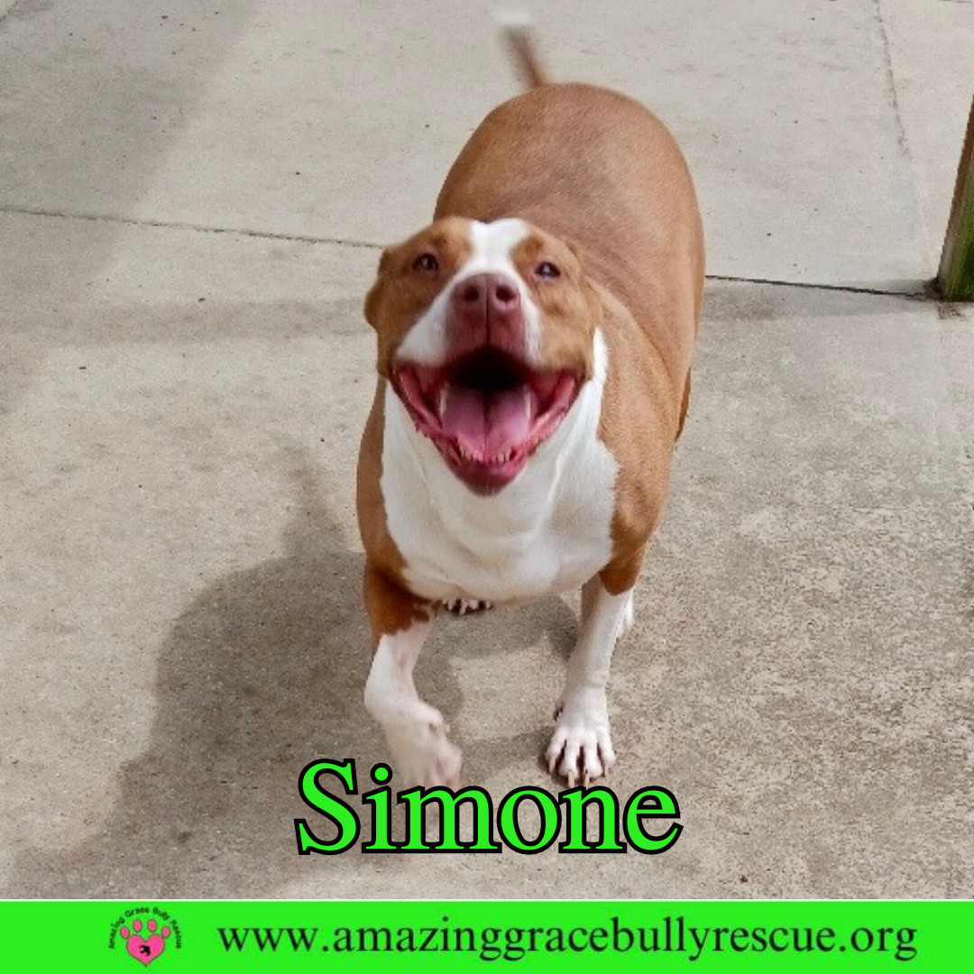 Simone, an adoptable American Staffordshire Terrier in Pensacola, FL, 32526 | Photo Image 7