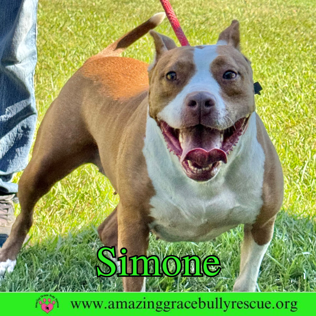 Simone, an adoptable American Staffordshire Terrier in Pensacola, FL, 32526 | Photo Image 7