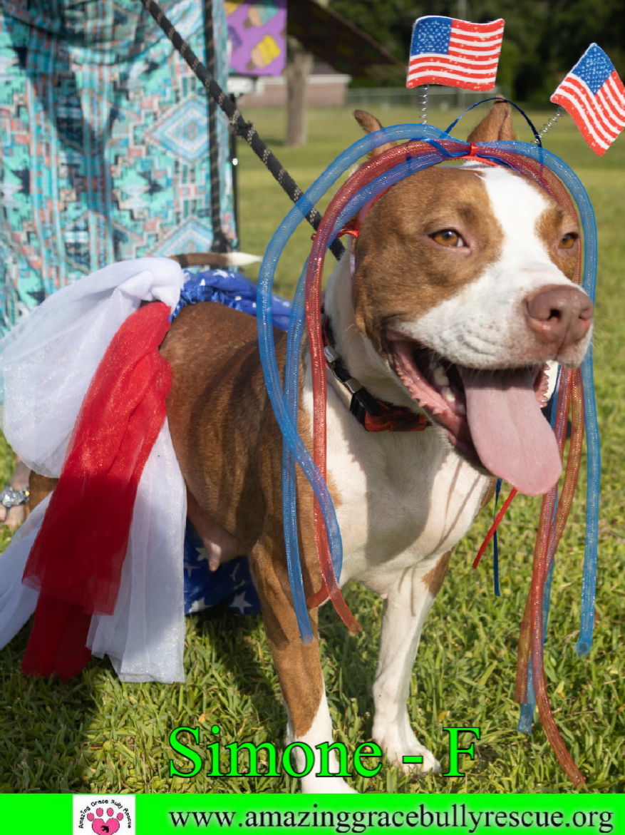 Simone, an adoptable American Staffordshire Terrier in Pensacola, FL, 32526 | Photo Image 8