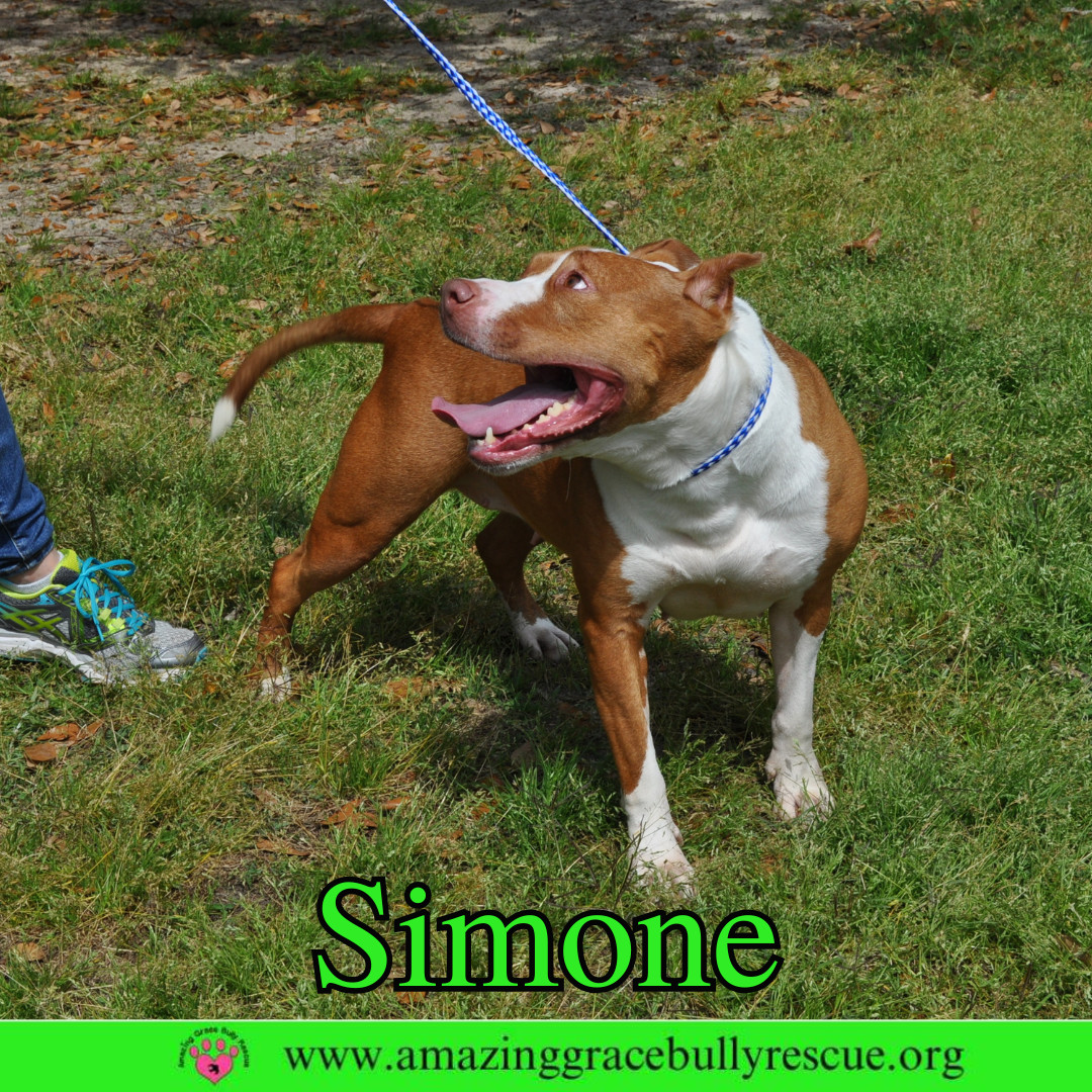 Simone, an adoptable American Staffordshire Terrier in Pensacola, FL, 32526 | Photo Image 8