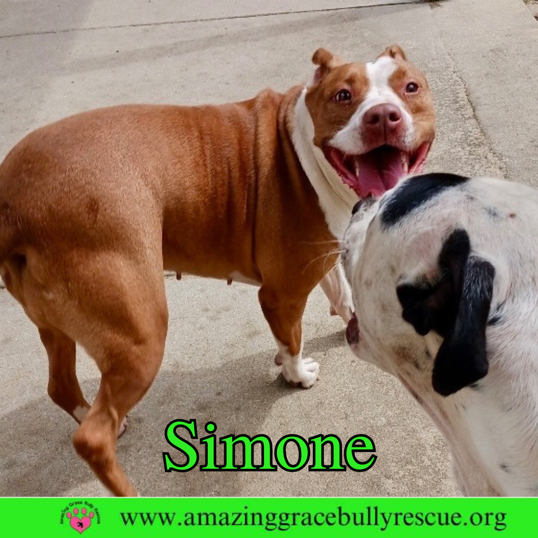 Simone, an adoptable American Staffordshire Terrier in Pensacola, FL, 32526 | Photo Image 8