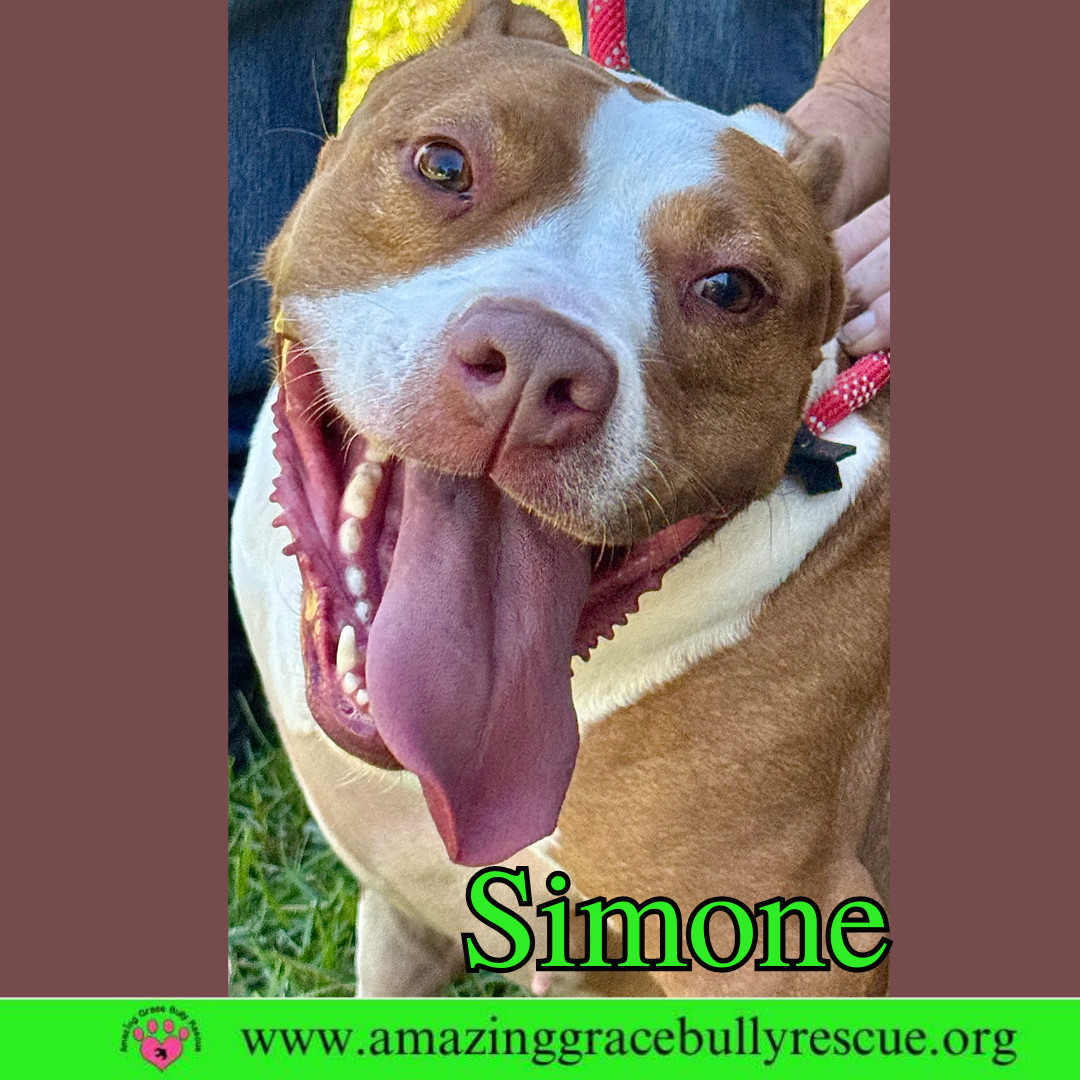 Simone, an adoptable American Staffordshire Terrier in Pensacola, FL, 32526 | Photo Image 8