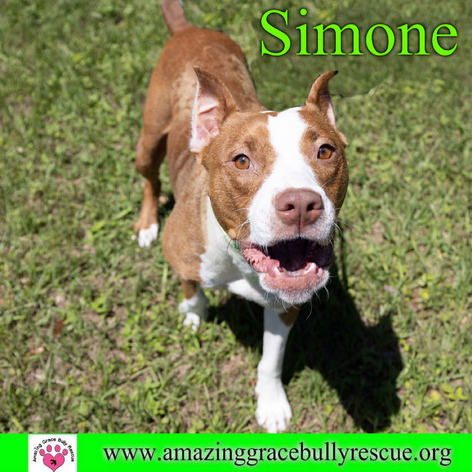 Simone, an adoptable American Staffordshire Terrier in Pensacola, FL, 32526 | Photo Image 9