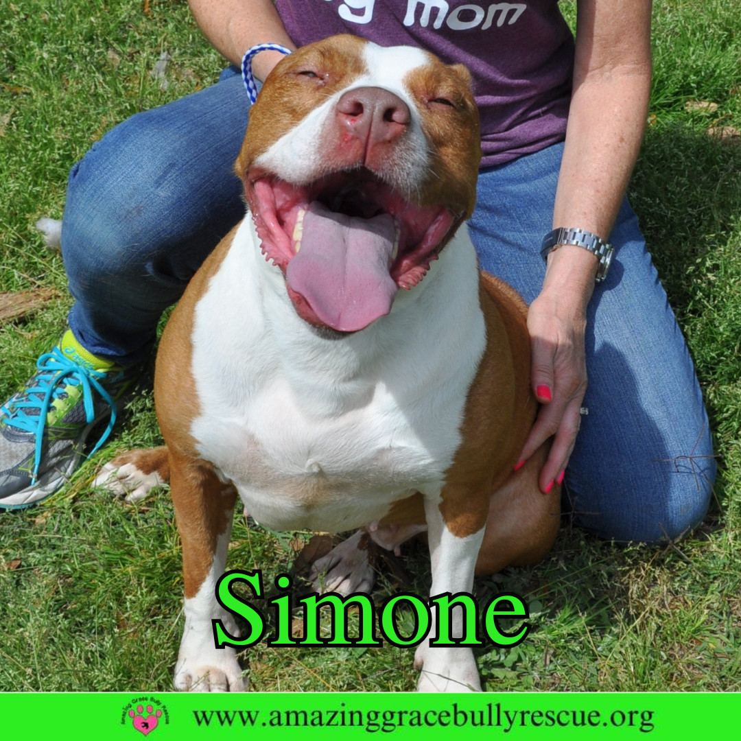 Simone, an adoptable American Staffordshire Terrier in Pensacola, FL, 32526 | Photo Image 9