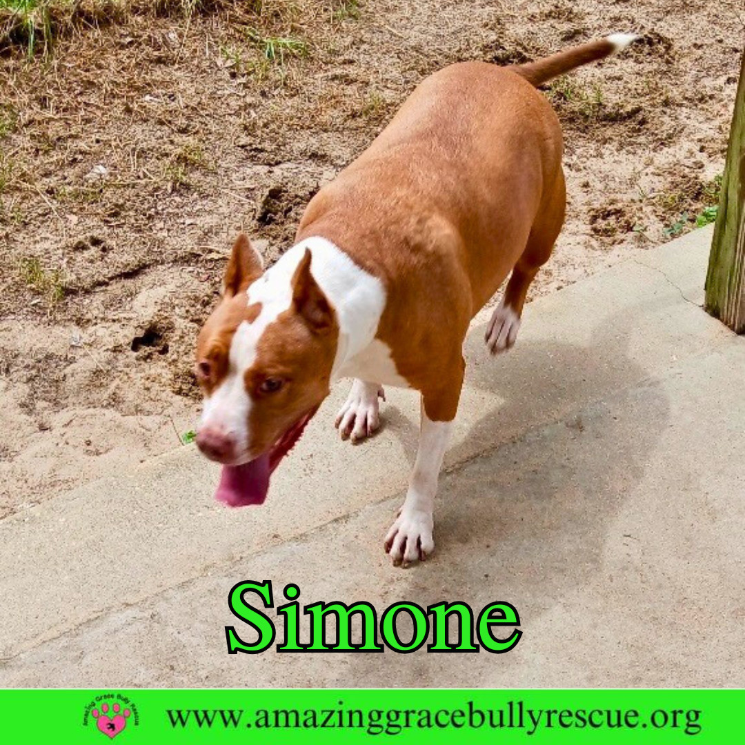 Simone, an adoptable American Staffordshire Terrier in Pensacola, FL, 32526 | Photo Image 9