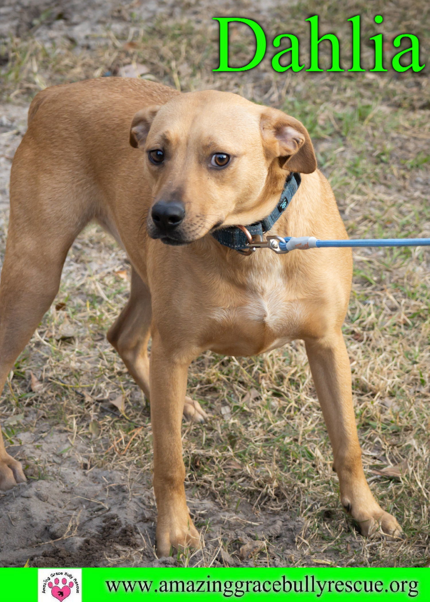 Dahlia, an adoptable Beagle, Australian Shepherd in Pensacola, FL, 32526 | Photo Image 1