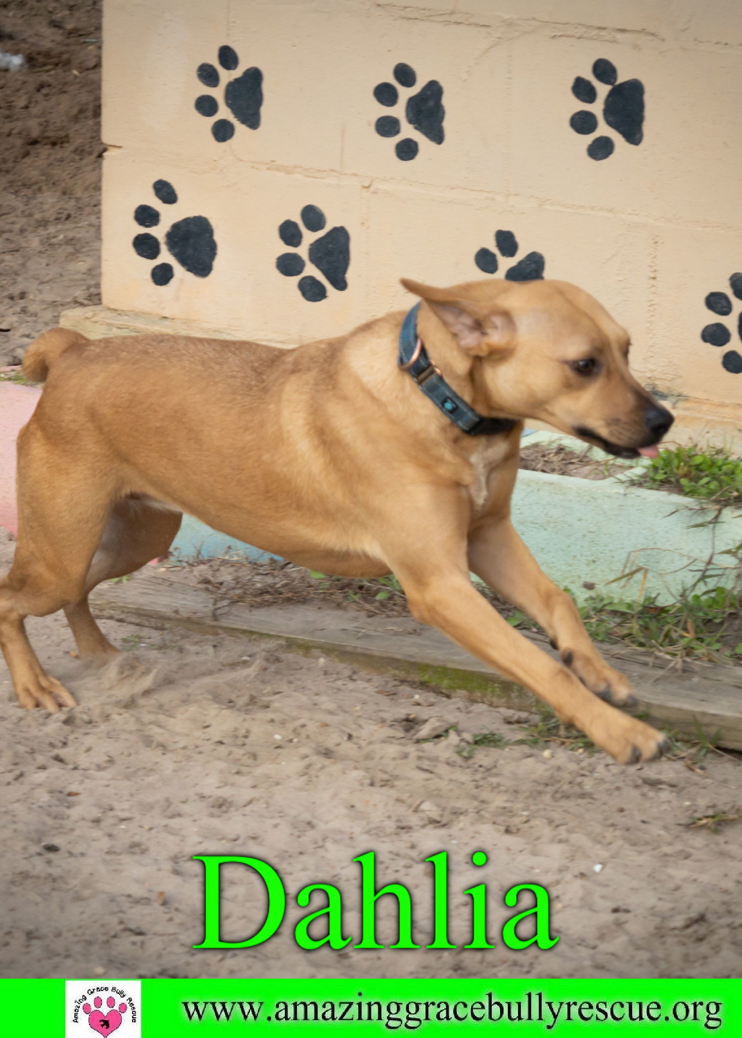 Dahlia, an adoptable Beagle, Australian Shepherd in Pensacola, FL, 32526 | Photo Image 2