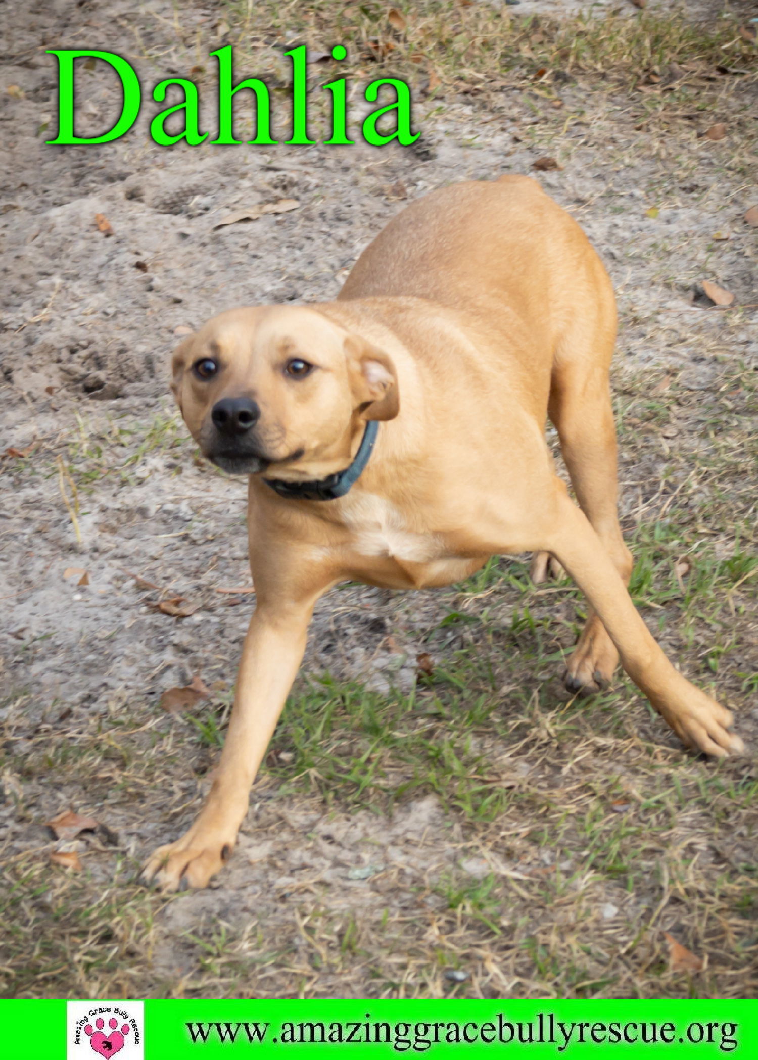 Dahlia, an adoptable Beagle, Australian Shepherd in Pensacola, FL, 32526 | Photo Image 3