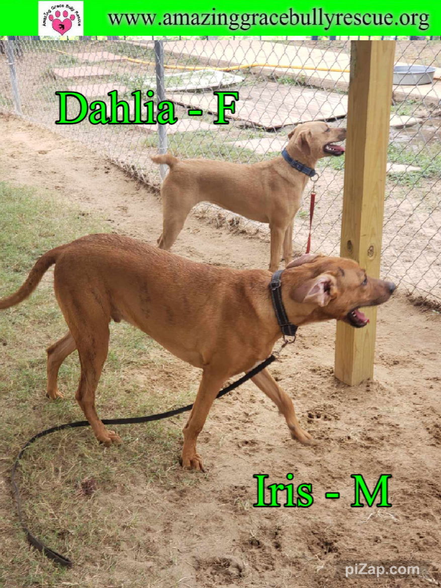 Iris, an adoptable Beagle, Australian Shepherd in Pensacola, FL, 32526 | Photo Image 1