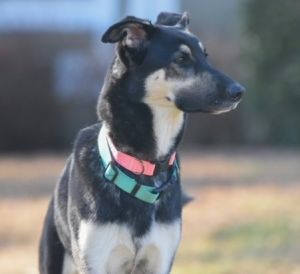 Meet Swanky Lola This 60-pound 15 year-old German Shepherd mix is an enthusiastic and happy girl