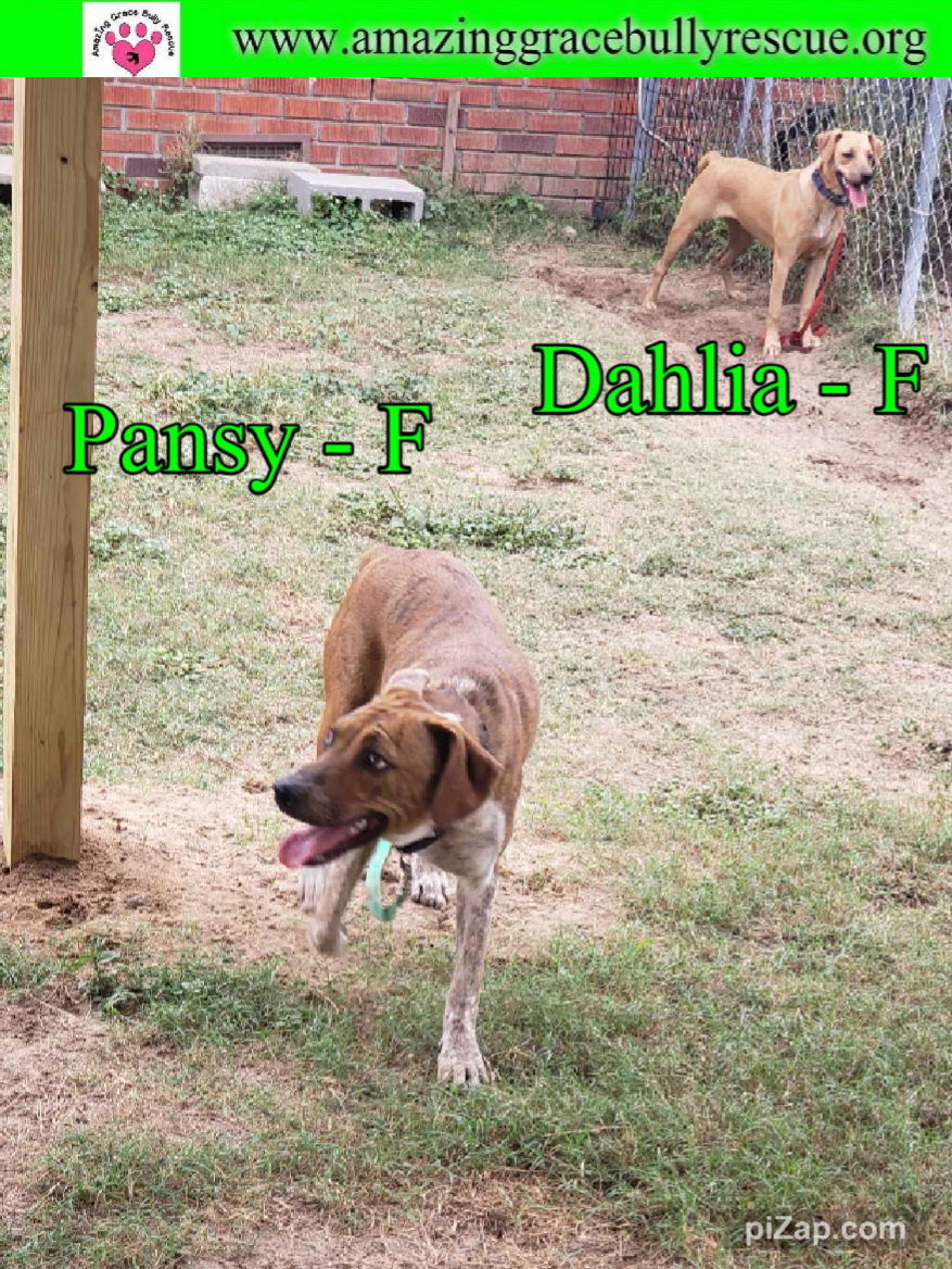 Pansy, an adoptable Beagle, Australian Shepherd in Pensacola, FL, 32526 | Photo Image 1