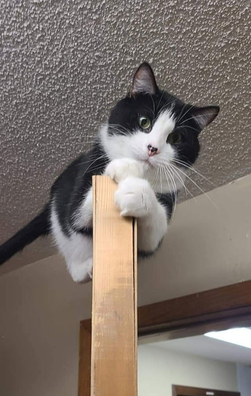 Felon, an adoptable Domestic Short Hair in Cedar Rapids, IA, 52405 | Photo Image 1