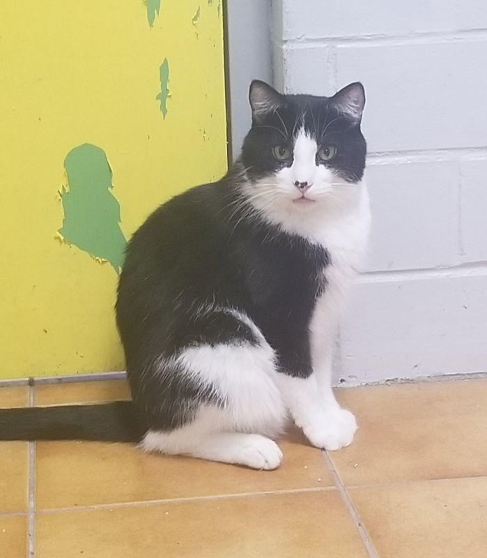 Felon, an adoptable Domestic Short Hair in Cedar Rapids, IA, 52405 | Photo Image 2