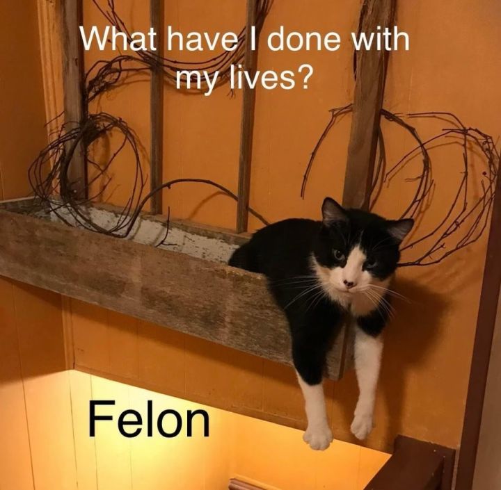 Felon 3