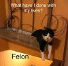 Felon photo 3