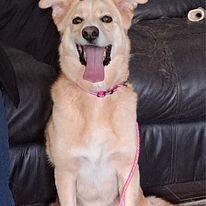 JuneBug, an adoptable Golden Retriever in Silverton, OR, 97381 | Photo Image 1