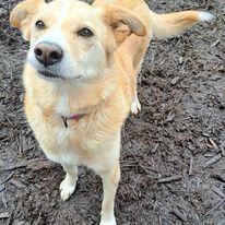 JuneBug, an adoptable Golden Retriever in Silverton, OR, 97381 | Photo Image 4