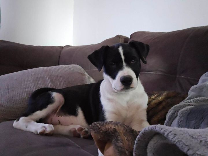 Daisy  2