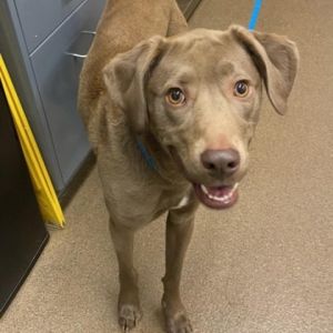 Dogs for Adoption Near Wichita, KS | Petfinder