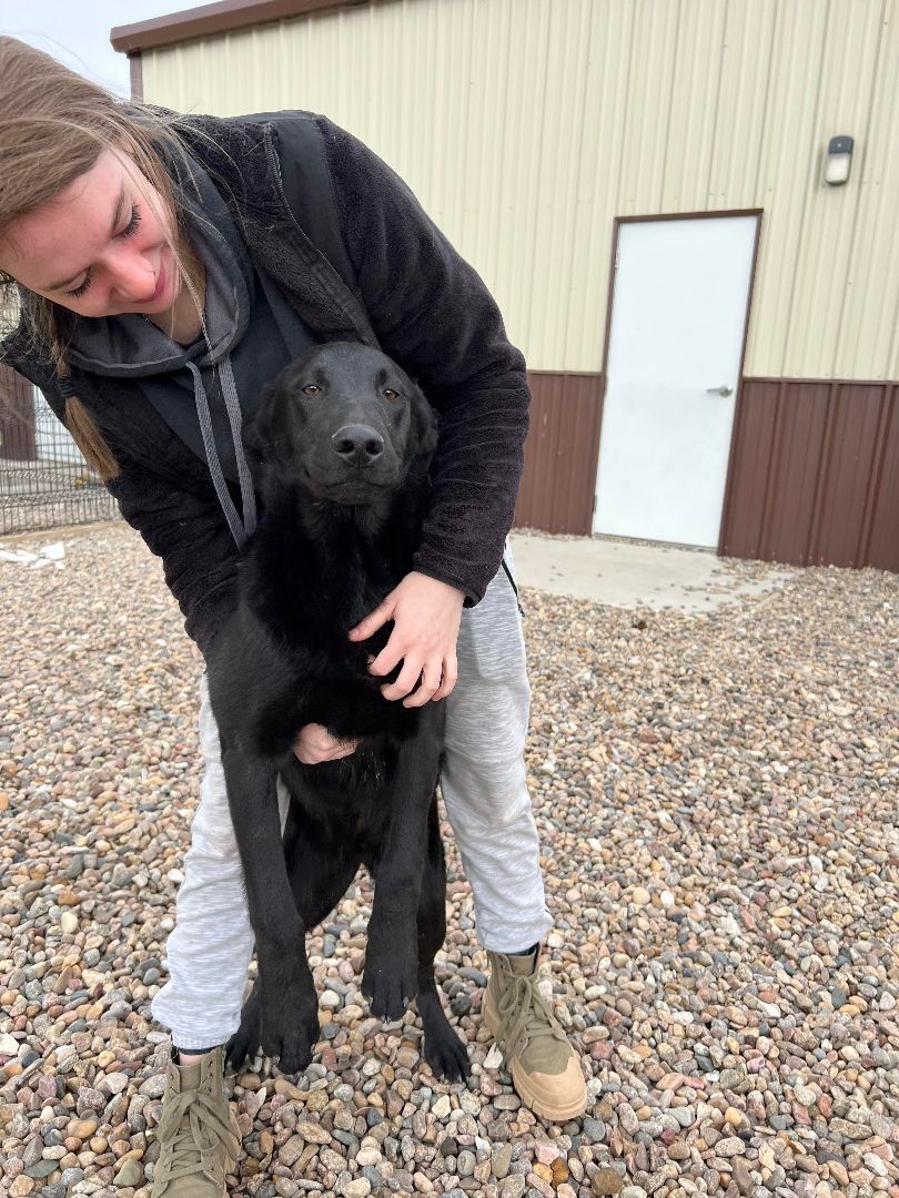 Tom, an adoptable Labrador Retriever in Auburn, NE, 68305 | Photo Image 2