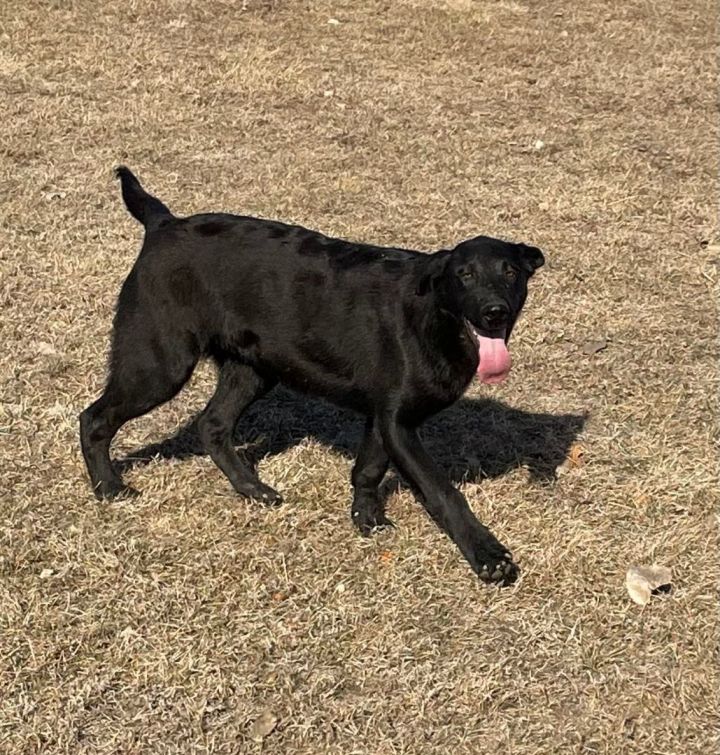 Tom labrador puppies cheap