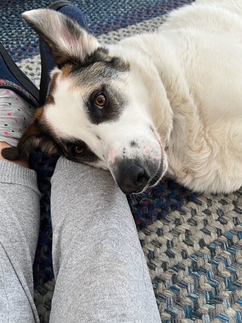 Augie 1
