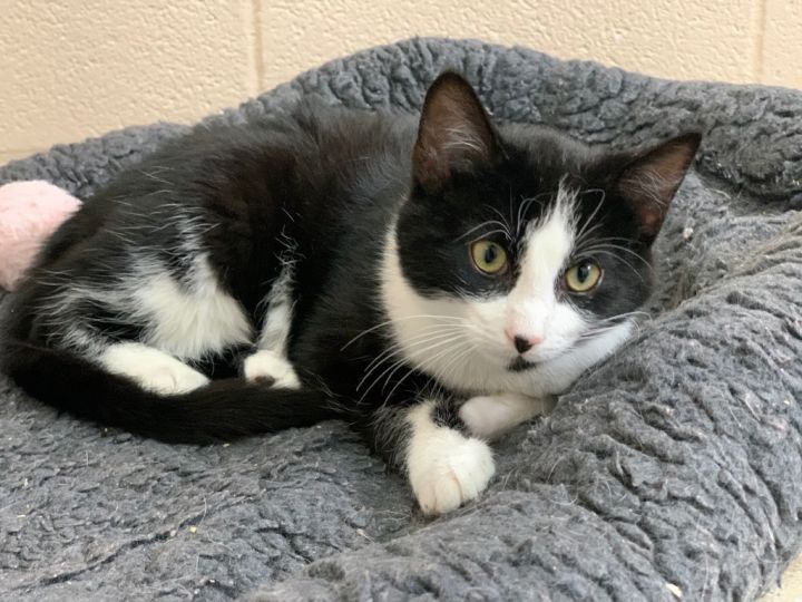 Spot, an adoptable Domestic Short Hair in Burnsville, NC_image-1