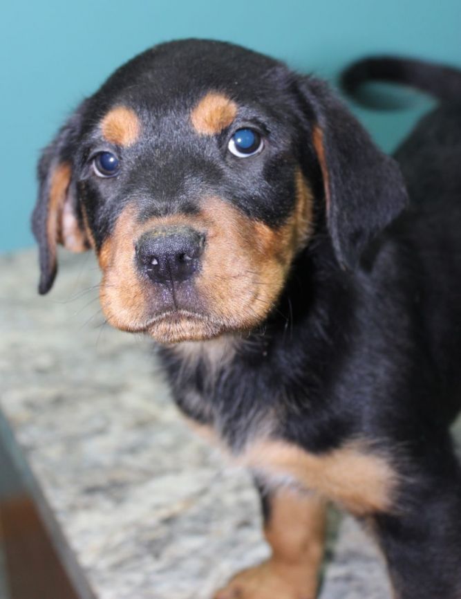 Rolo