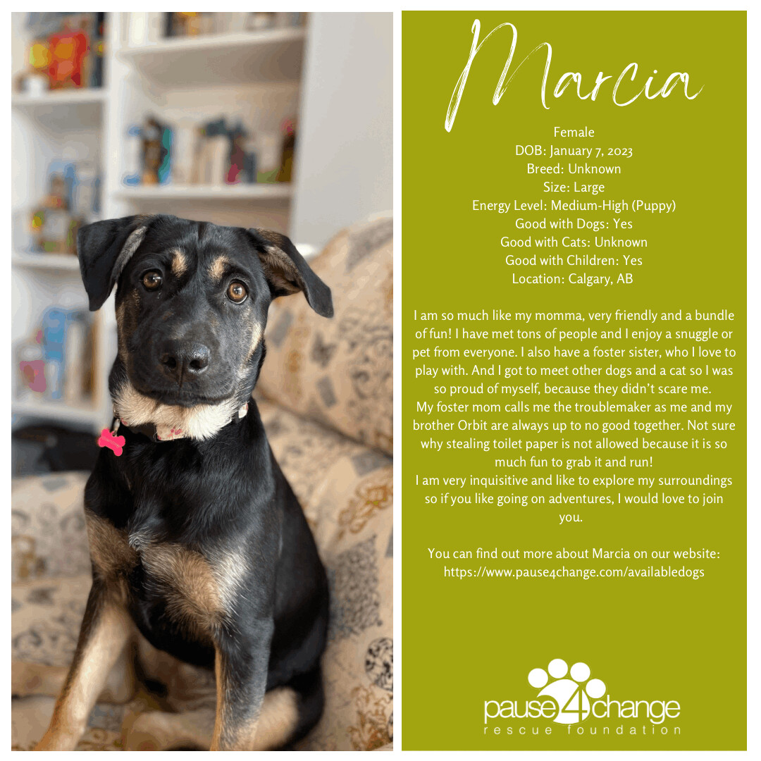 Marcia, an adoptable Mixed Breed in Calgary, AB, T3C 1W4 | Photo Image 2