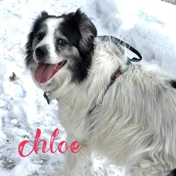 Chloe 4