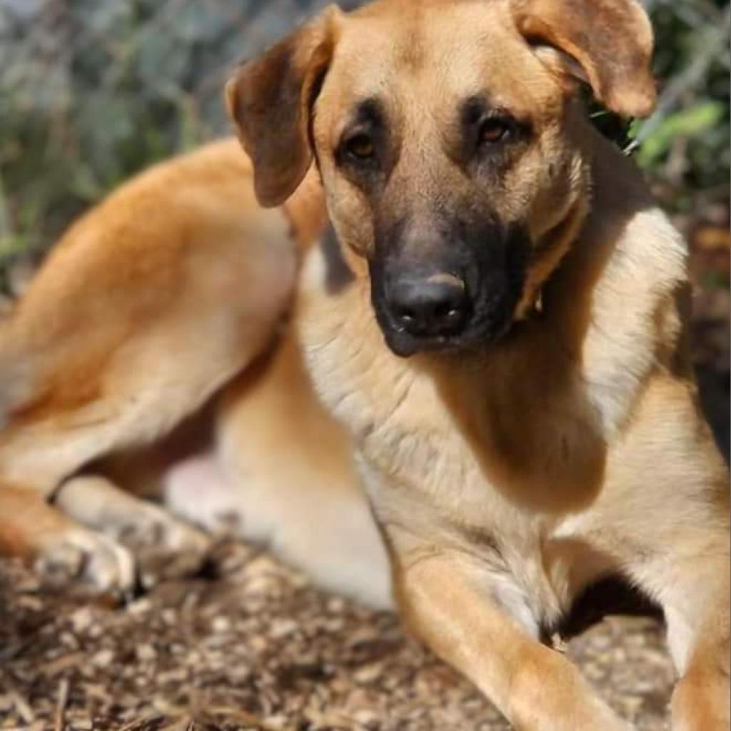 Dawson, an adoptable German Shepherd Dog, Great Dane in Flintstone, MD, 21530 | Photo Image 1