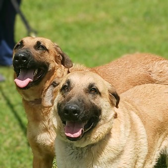 Dawson, an adoptable German Shepherd Dog, Great Dane in Flintstone, MD, 21530 | Photo Image 1