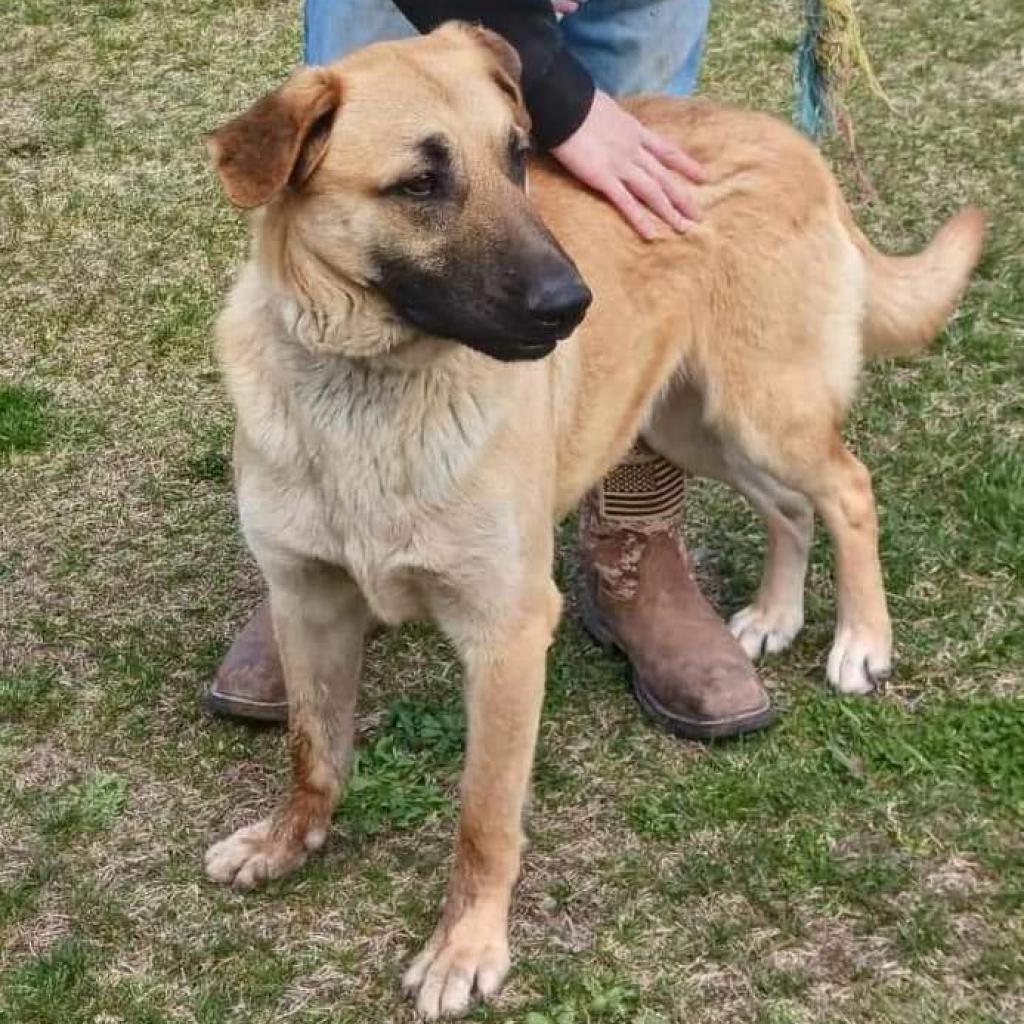 Dawson, an adoptable German Shepherd Dog, Great Dane in Flintstone, MD, 21530 | Photo Image 2