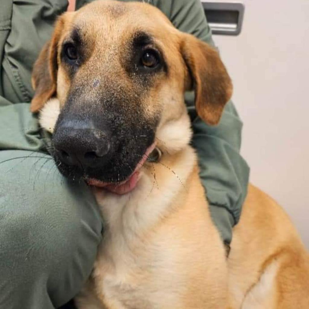 Dawson, an adoptable German Shepherd Dog, Great Dane in Flintstone, MD, 21530 | Photo Image 3