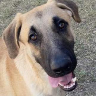 Dawson, an adoptable German Shepherd Dog, Great Dane in Flintstone, MD, 21530 | Photo Image 4