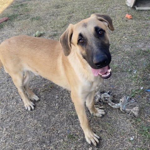 Dawson, an adoptable German Shepherd Dog, Great Dane in Flintstone, MD, 21530 | Photo Image 6