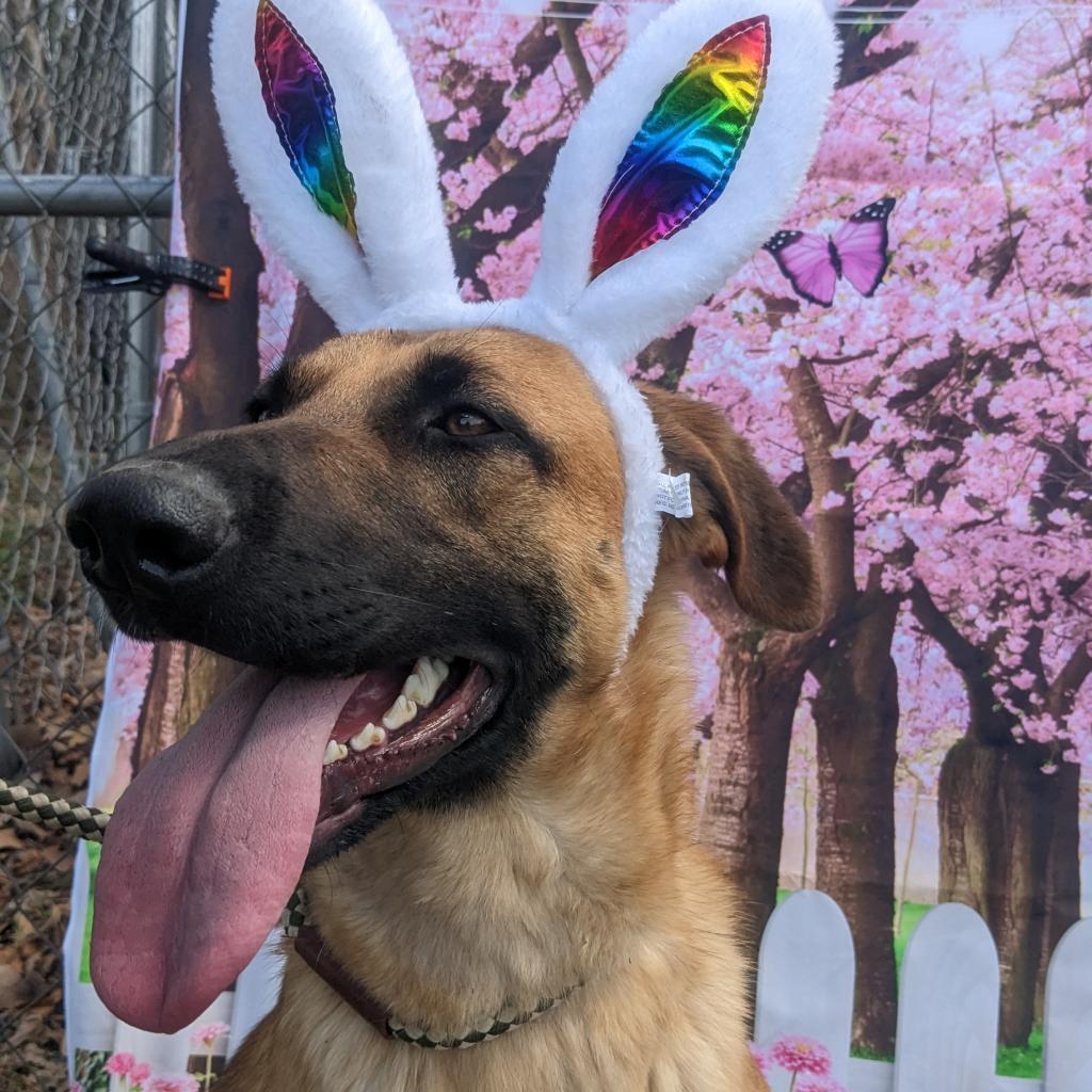 Dawson, an adoptable German Shepherd Dog, Great Dane in Flintstone, MD, 21530 | Photo Image 6