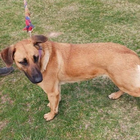 Delilah, an adoptable German Shepherd Dog, Great Dane in Flintstone, MD, 21530 | Photo Image 1