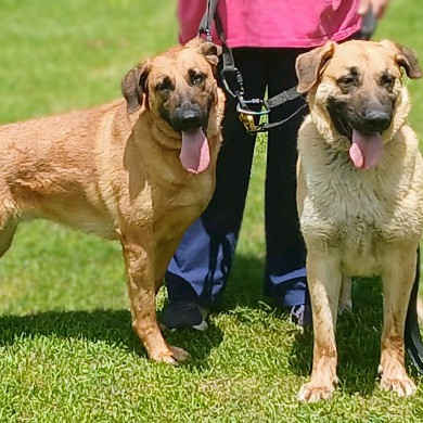 Delilah, an adoptable German Shepherd Dog, Great Dane in Flintstone, MD, 21530 | Photo Image 1