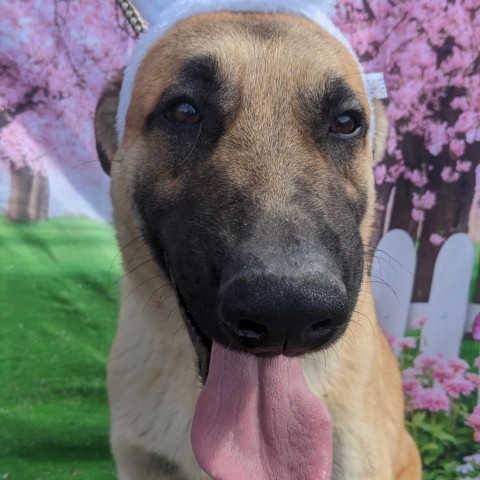 Delilah, an adoptable German Shepherd Dog, Great Dane in Flintstone, MD, 21530 | Photo Image 2