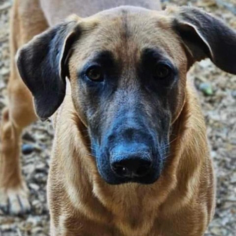 Delilah, an adoptable German Shepherd Dog, Great Dane in Flintstone, MD, 21530 | Photo Image 3