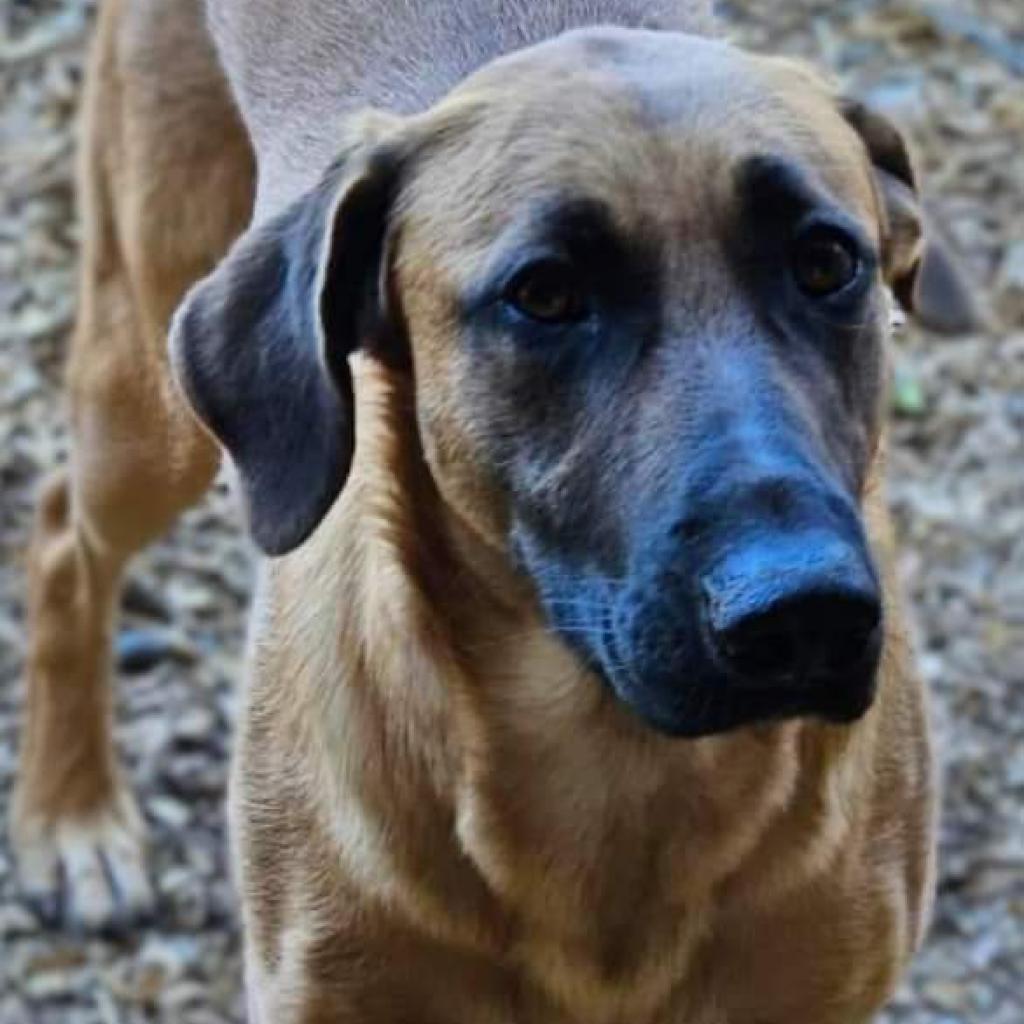 Delilah, an adoptable German Shepherd Dog, Great Dane in Flintstone, MD, 21530 | Photo Image 3