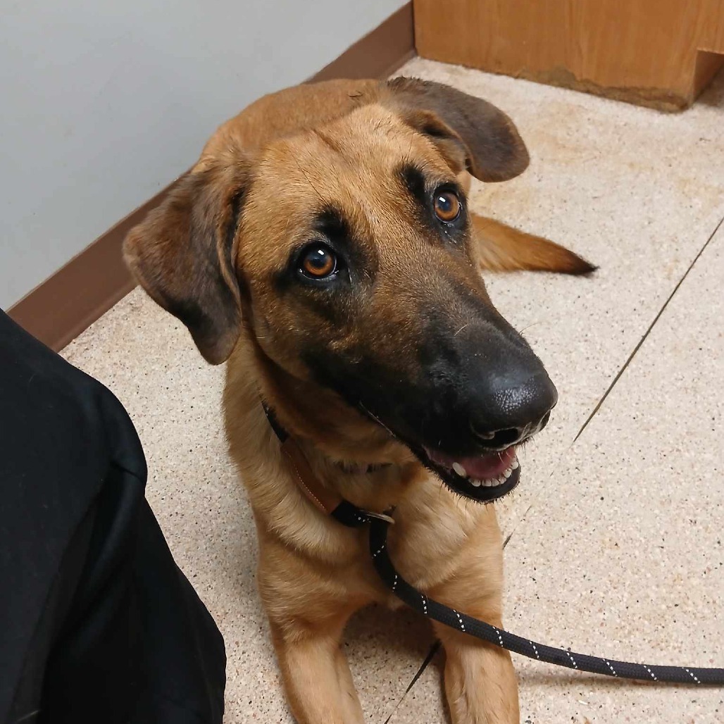 Delilah, an adoptable German Shepherd Dog, Great Dane in Flintstone, MD, 21530 | Photo Image 3