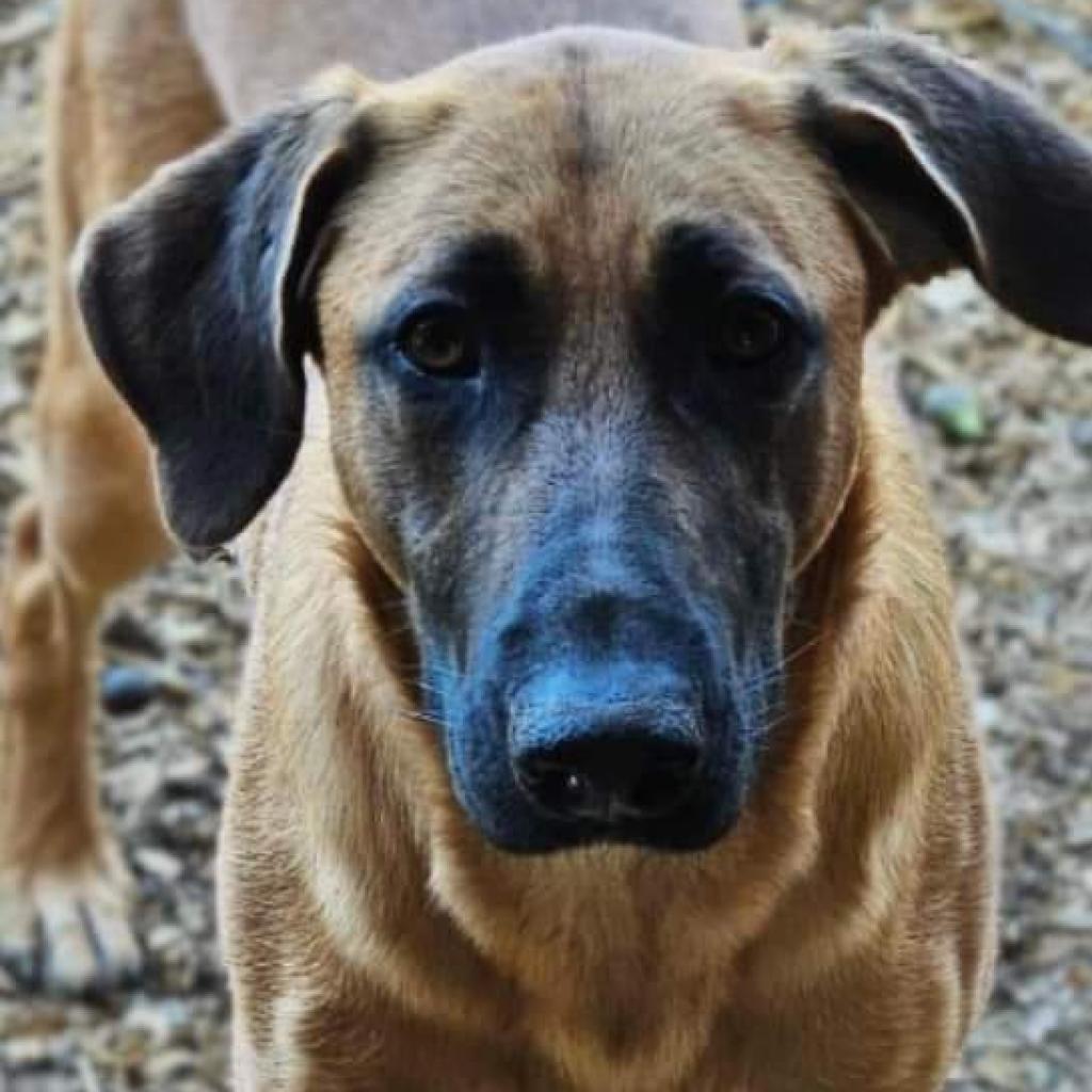 Delilah, an adoptable German Shepherd Dog, Great Dane in Flintstone, MD, 21530 | Photo Image 4