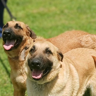 Delilah, an adoptable German Shepherd Dog, Great Dane in Flintstone, MD, 21530 | Photo Image 4