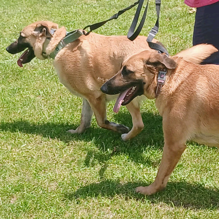 Delilah, an adoptable German Shepherd Dog, Great Dane in Flintstone, MD, 21530 | Photo Image 5