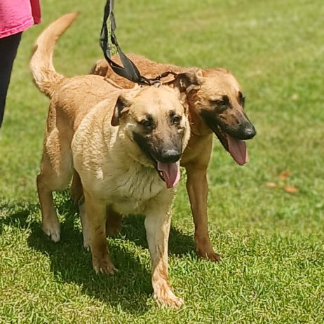 Delilah, an adoptable German Shepherd Dog, Great Dane in Flintstone, MD, 21530 | Photo Image 6